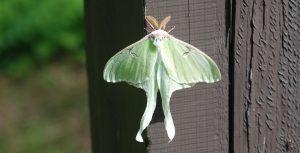 luna moth