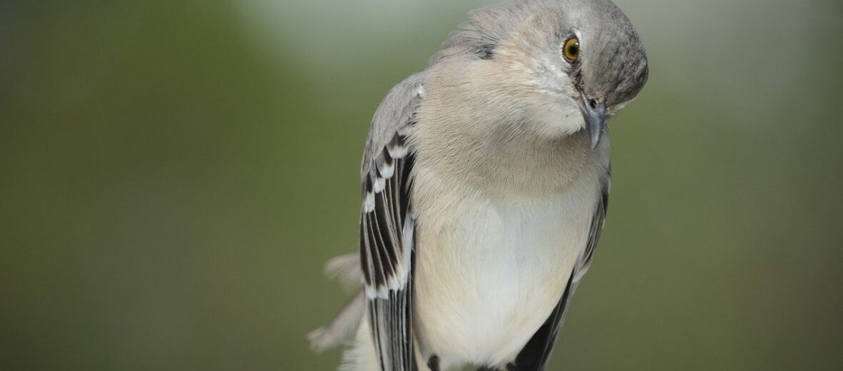 northern mockingbird, Critter Science