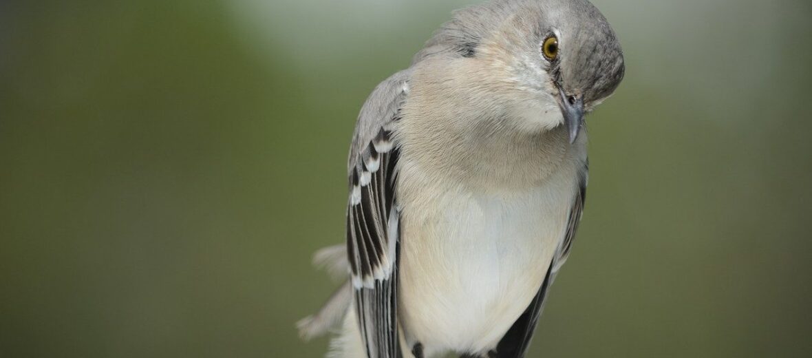 northern mockingbird