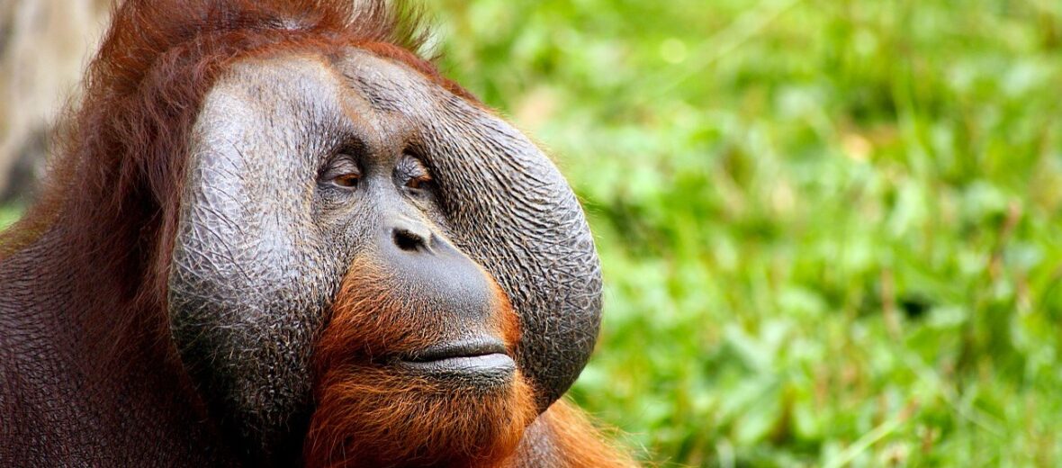 orangutan