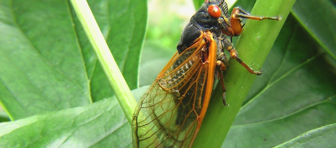 periodical cicada