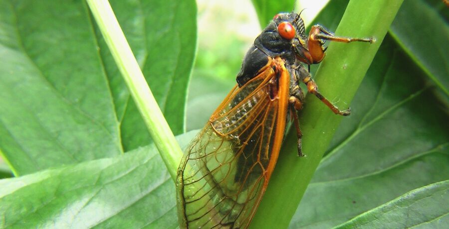 The Summer Song of the Periodical Cicada | Critter Science