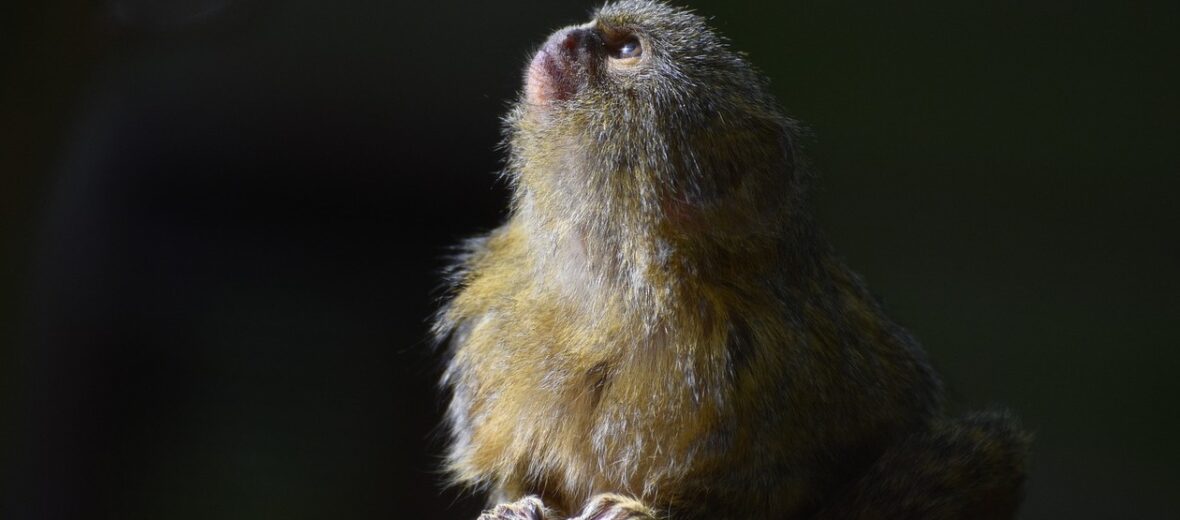 pygmy marmoset