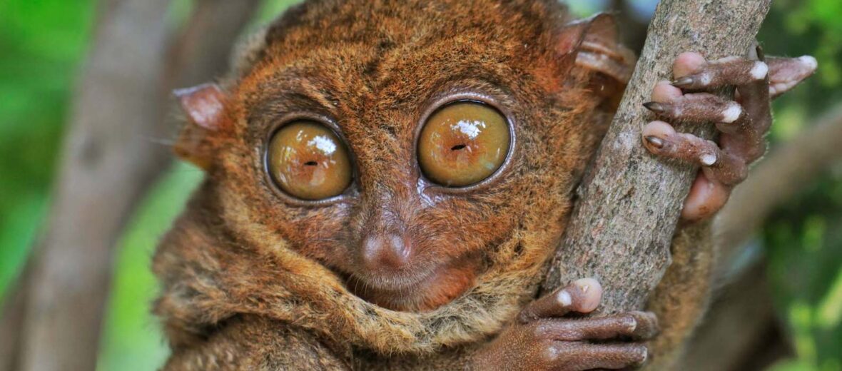 pygmy tarsier