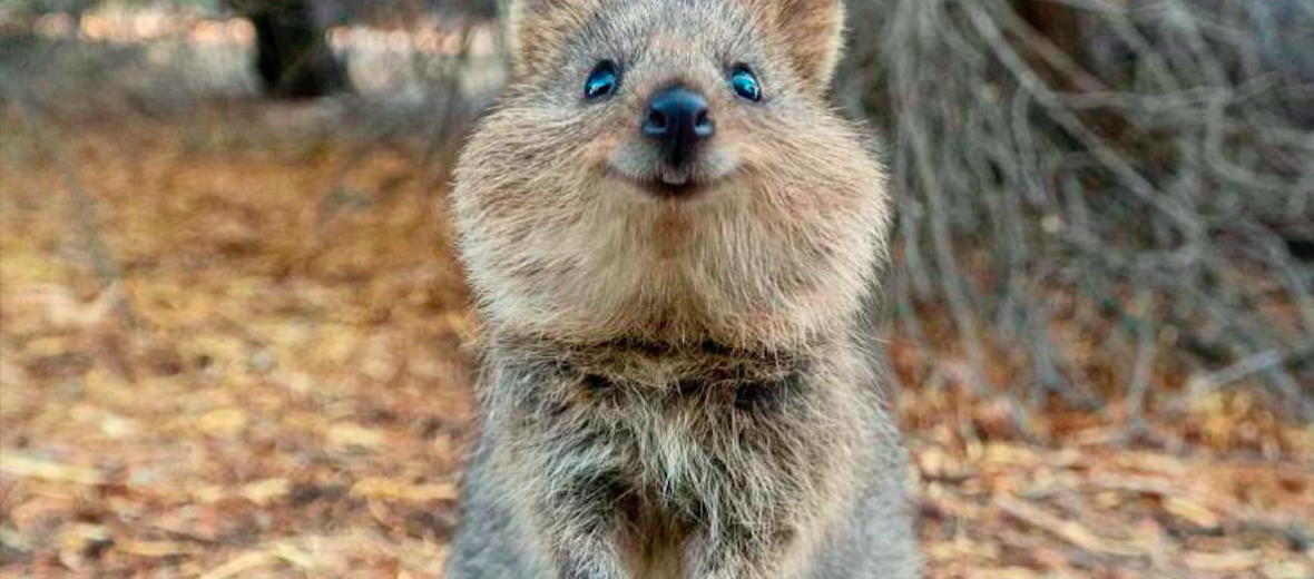 The Photogenic Quokka | Critter Science