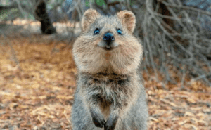 quokka