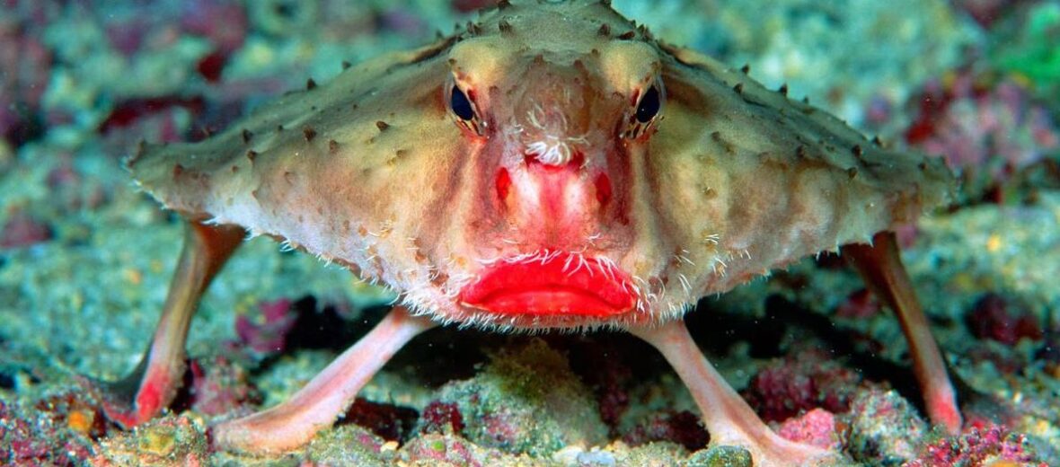 red-lipped batfish