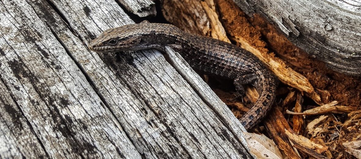 southern alligator lizard