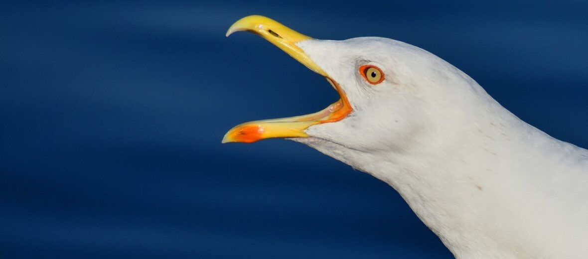 seagull