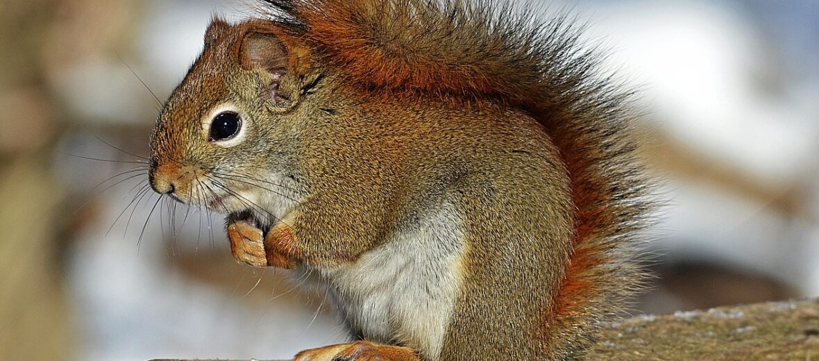 squirrel