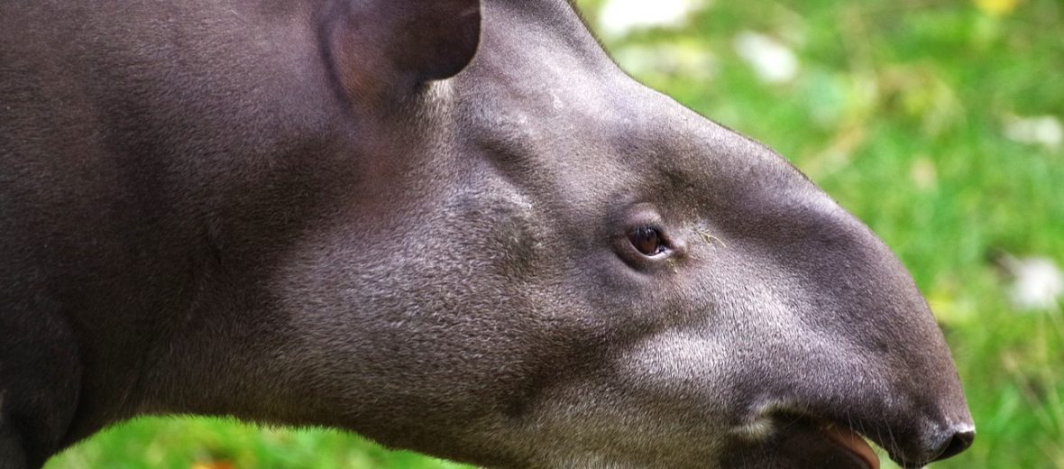 tapir