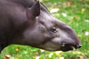tapir