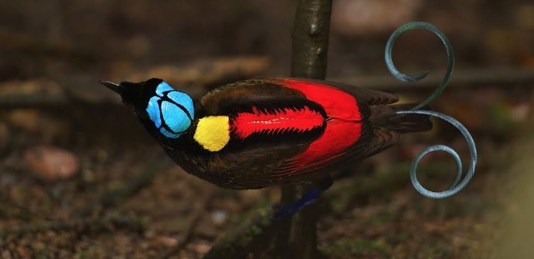 Wilson's bird-of-paradise