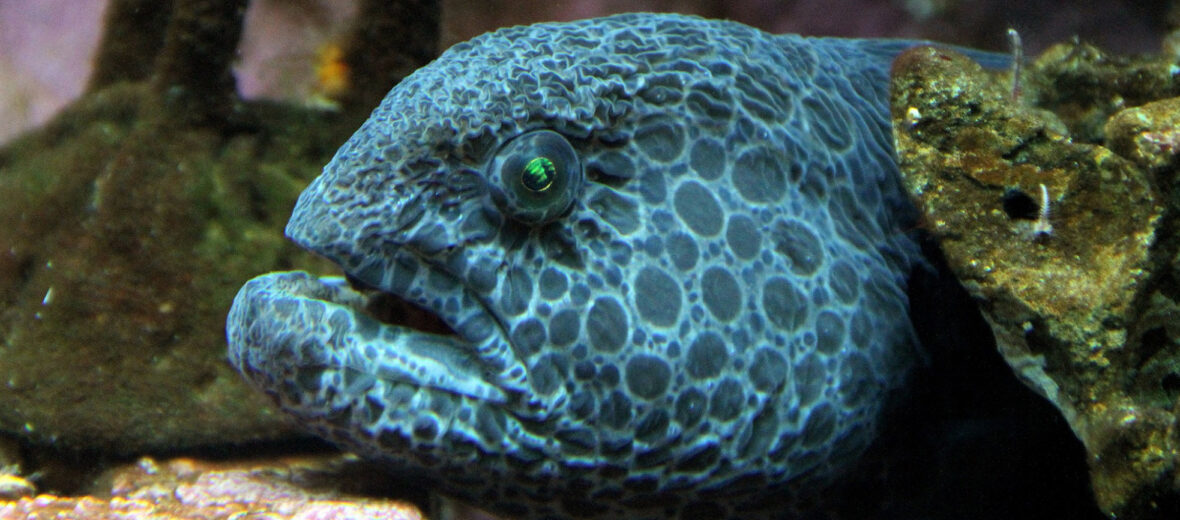 wolf eel