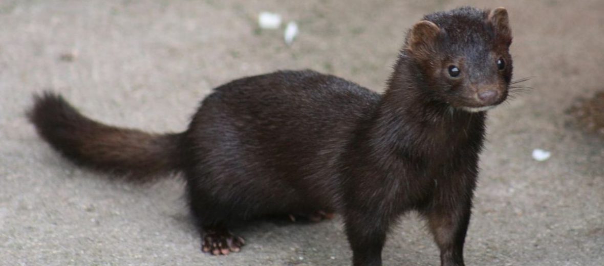 American mink