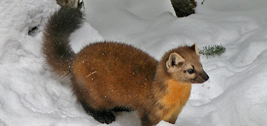 cute pine marten