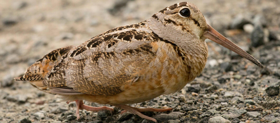 American woodcock