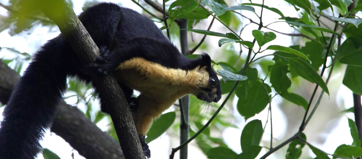 black giant squirrel