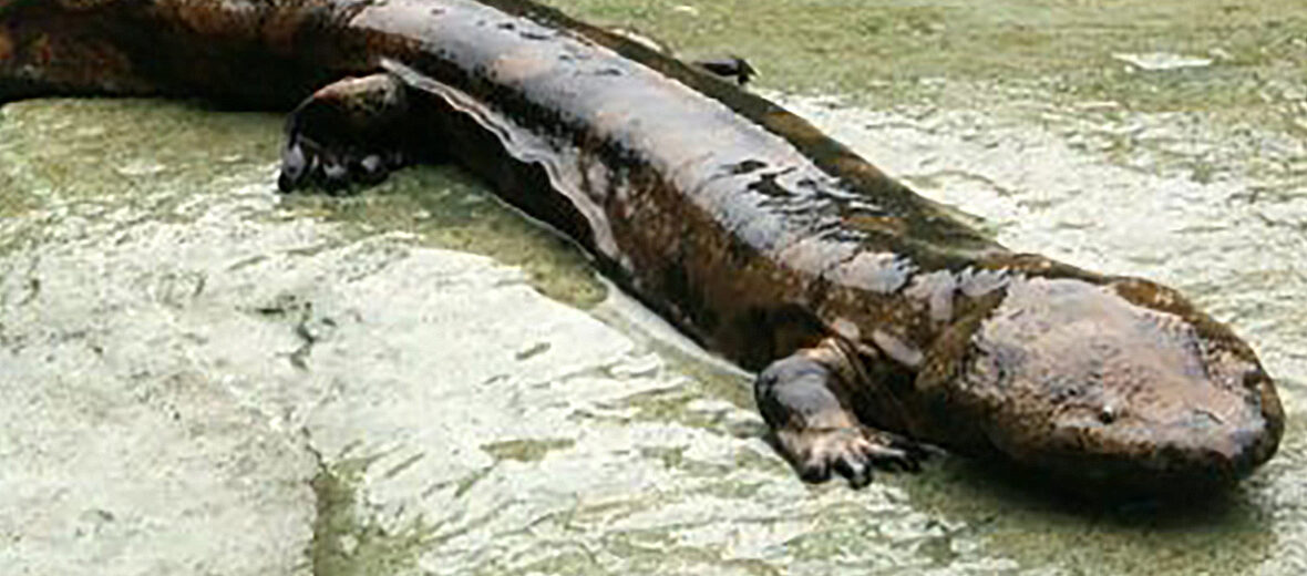 Chinese giant salamander, Critter Science