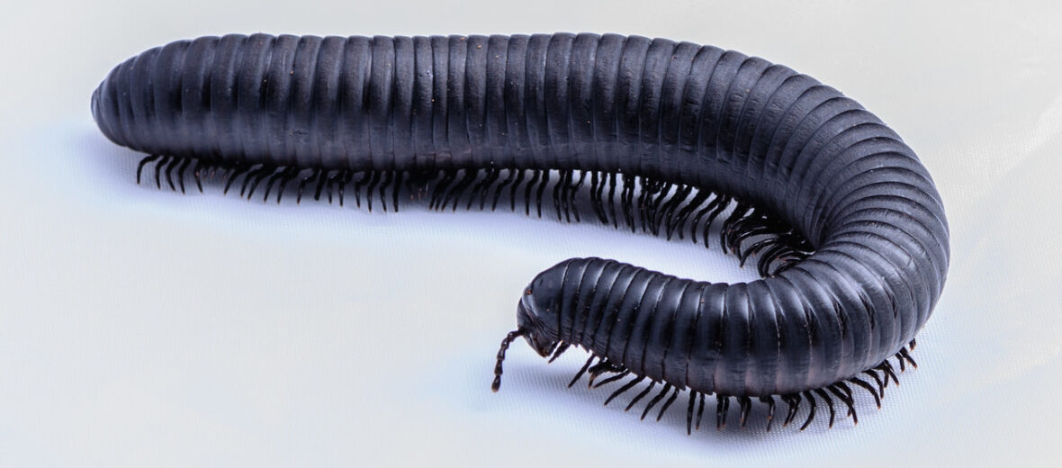 giant millipede