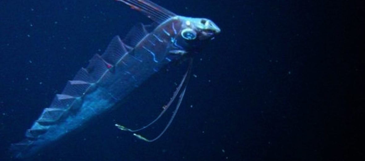 giant oarfish