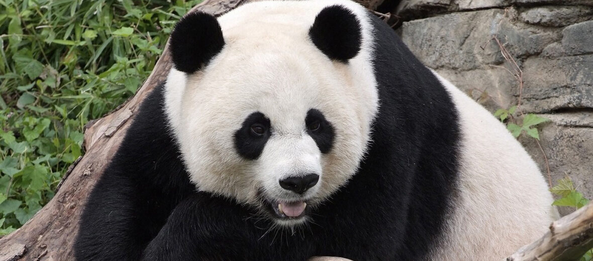 giant panda, Critter Science