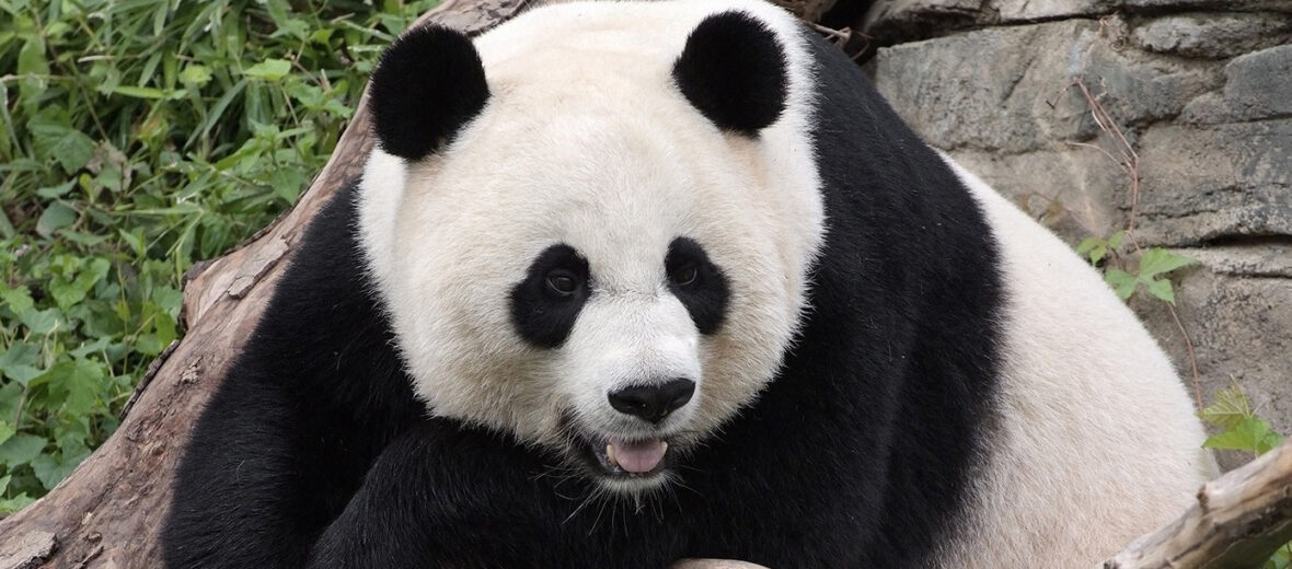 giant panda