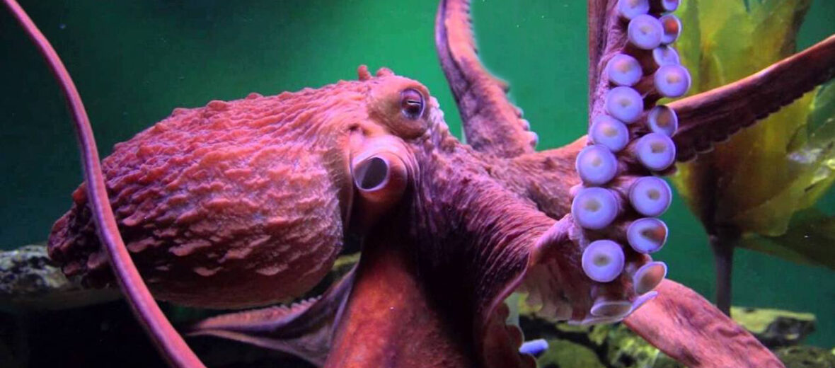 giant Pacific octopus