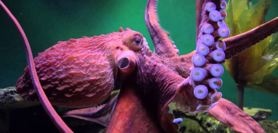 The Fascinating Giant Pacific Octopus 