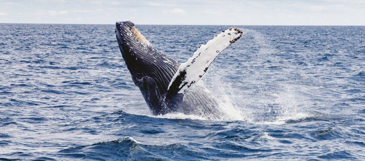 humpback whale