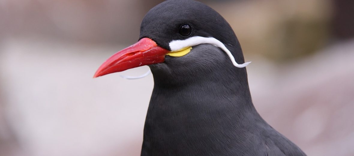 Inca tern