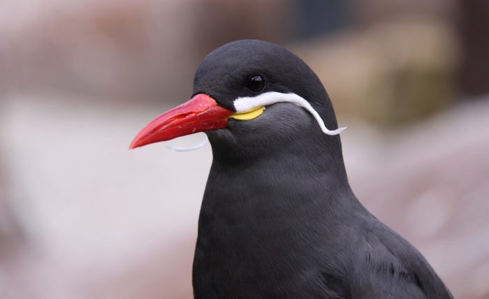The Inca Tern... The Bird with a Mustache – Critter Science