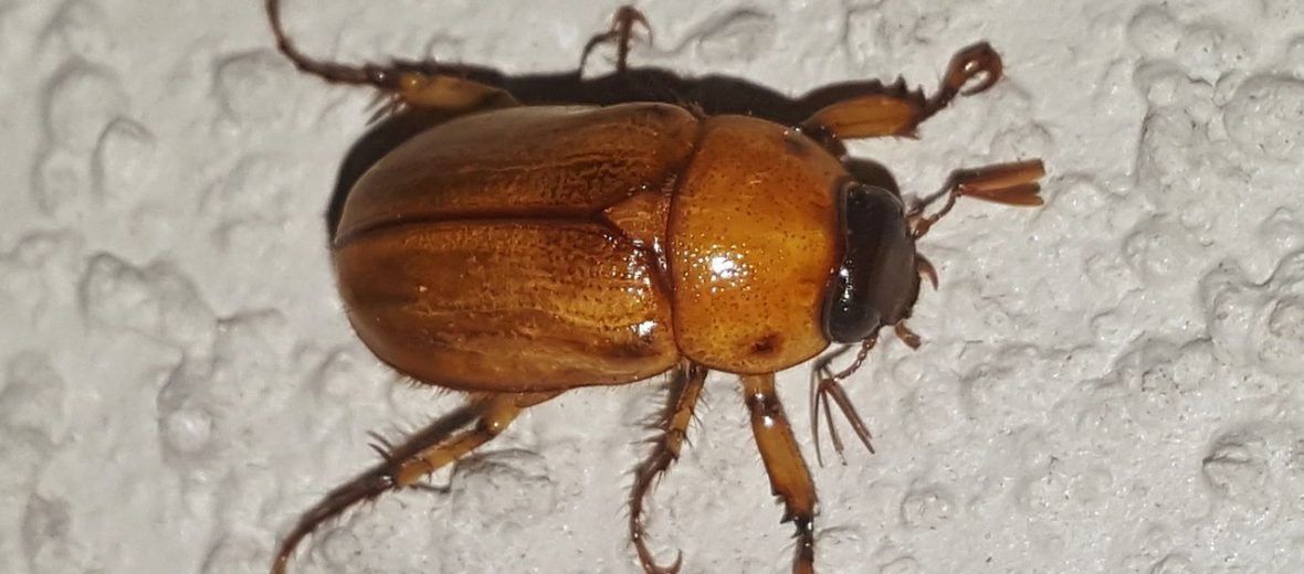 brown june bug