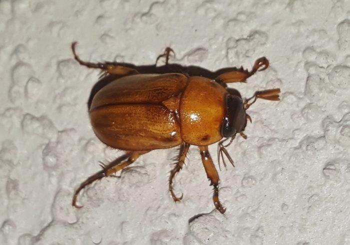 The Annoying June Bug | Critter Science