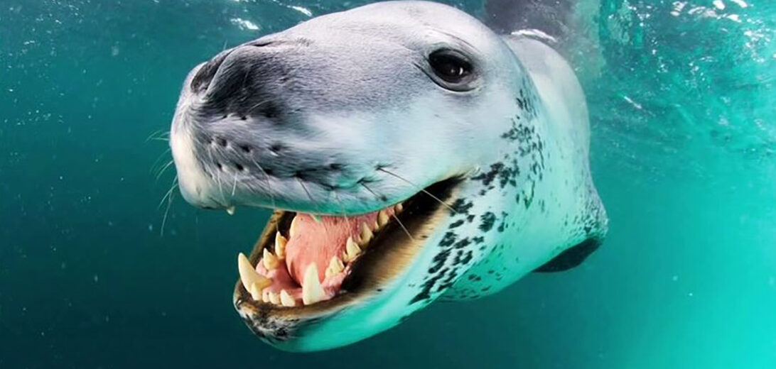 leopard seal, Critter Science