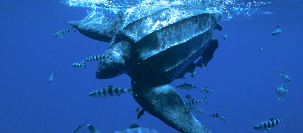 leatherback sea turtles swimming