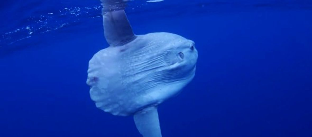 ocean sunfish