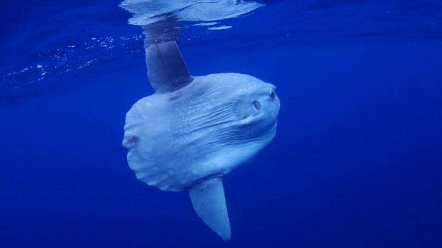 5 Amazing Facts about the Ocean Sunfish