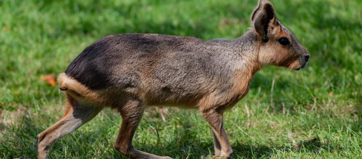 patagonian mara