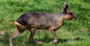 patagonian mara