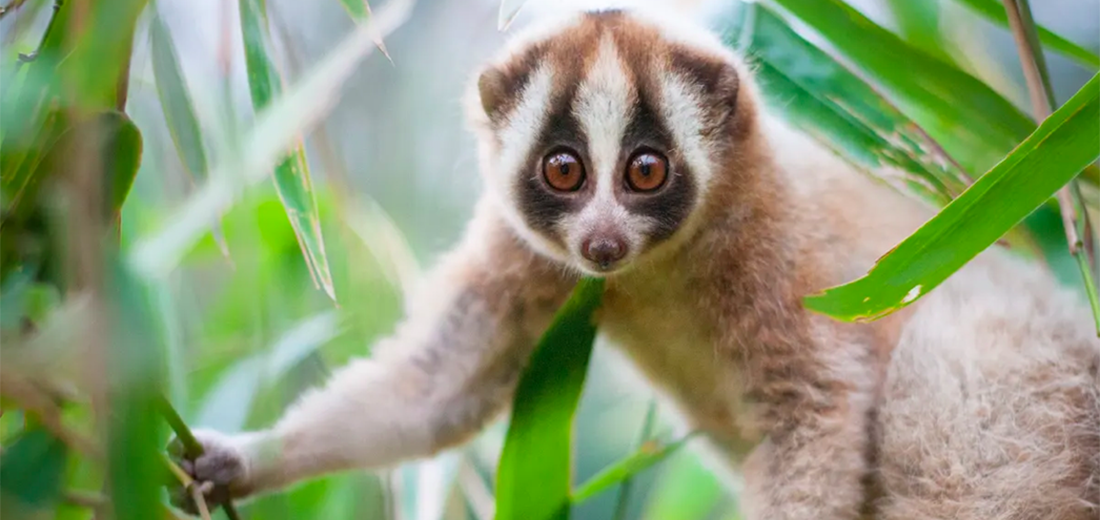 slow loris