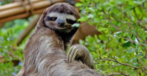 three-toed sloth