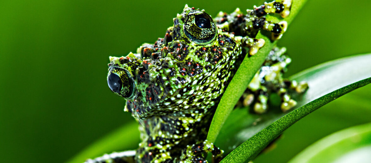 Meet Mossy Frogs, Masters of Camouflage