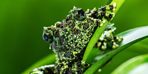Vietnamese mossy frog