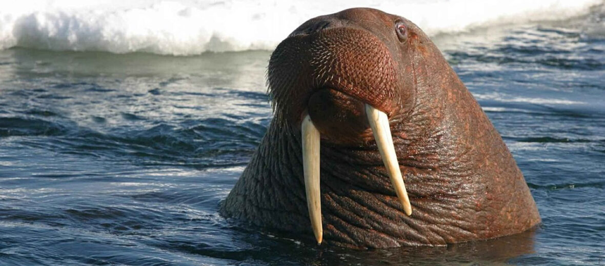 I Am The Walrus Word Search