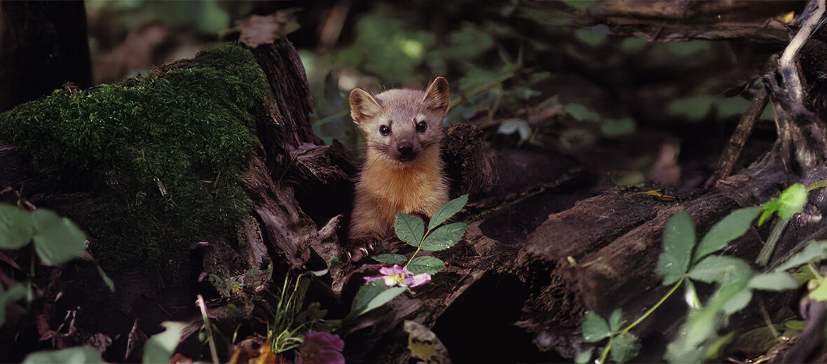 American marten