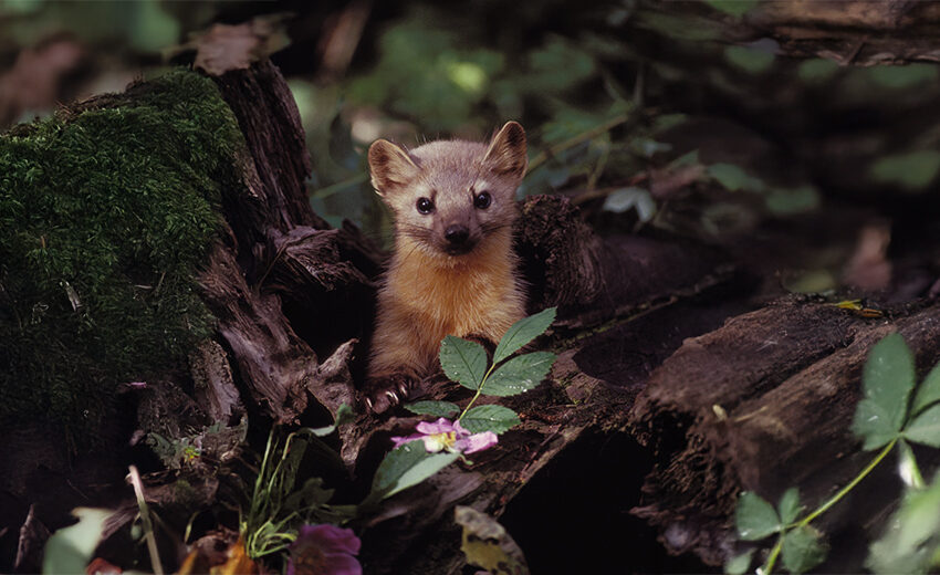American marten