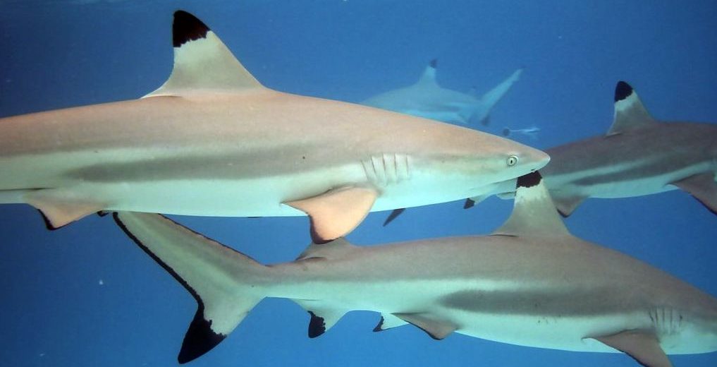 blacktip reef shark