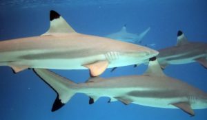 blacktip reef shark