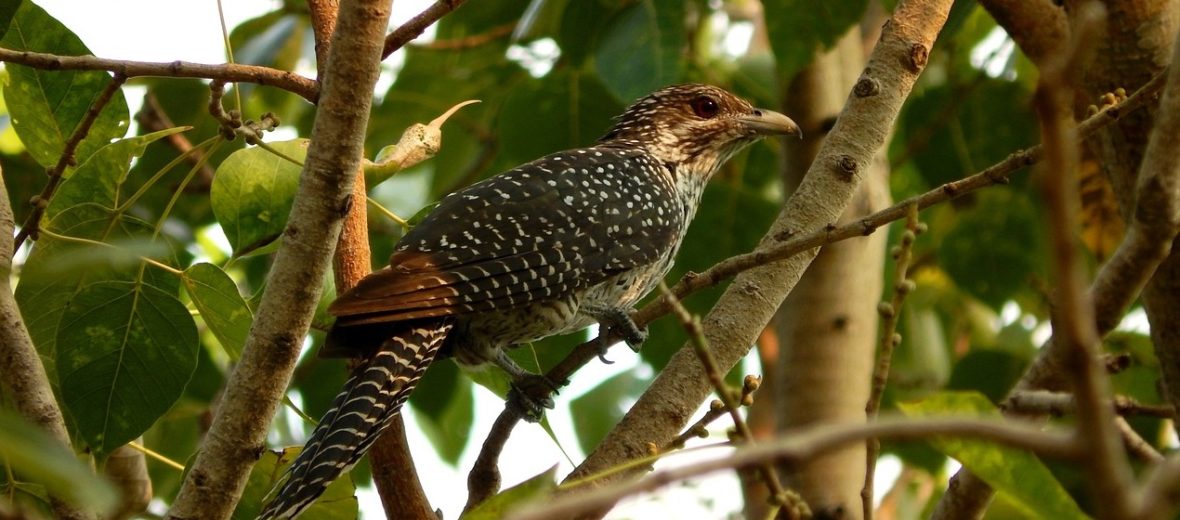 Meet the Crazy Cuckoo Critter Science